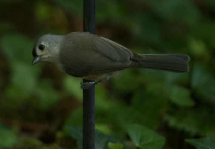 Tufted Titmouse Maryland2