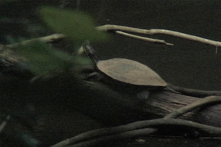 Turtle (Panama)