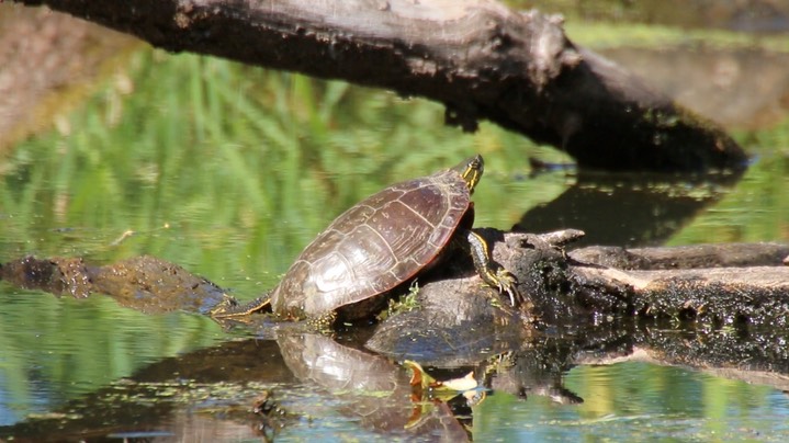 Turtle, Western Painted (Washington)