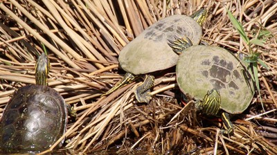 Turtle, Western Painted (Washington) 1