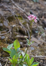 Valeriana arizonica, Arizona Valerian