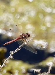 Variegated Meadowhawk, Sympetrum corruptum 4-25a