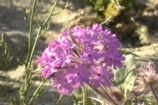 verbena 1