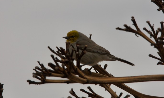 verdin---auriparus-flavicep_med