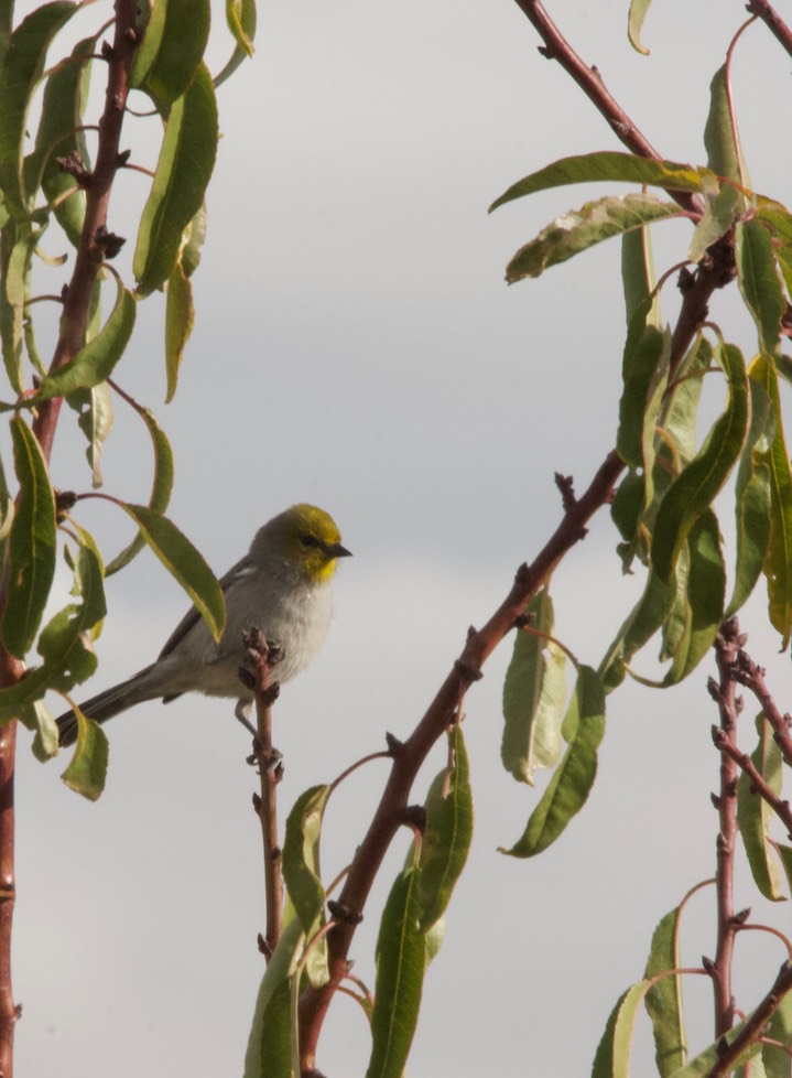 Verdin Tucson 1