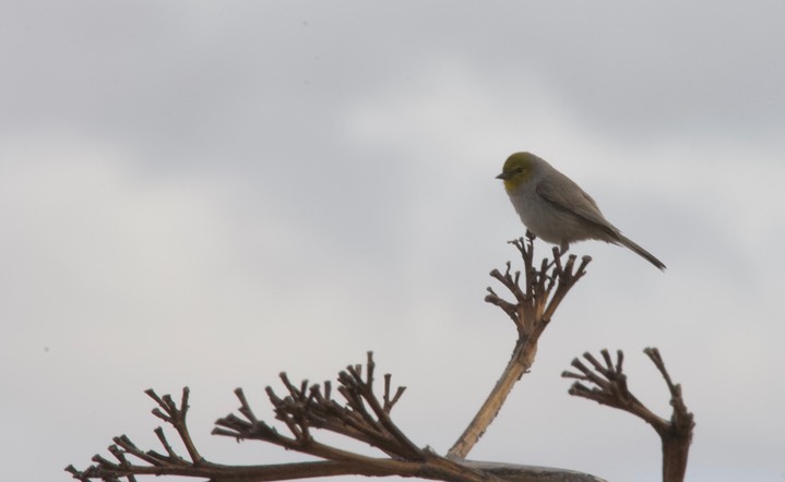 Verdin Tucson3