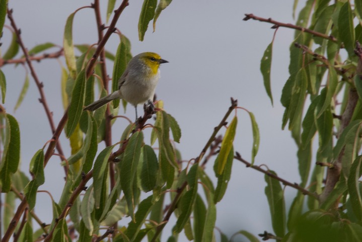 Verdin Tucson6