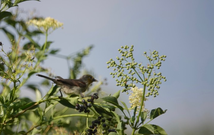 Verdin