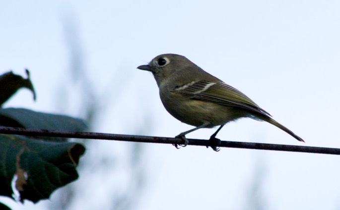 Vireo, Hutton's2