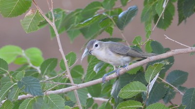 Vireo, Warbling  Hillsboro, New Mexico  September 2020 4