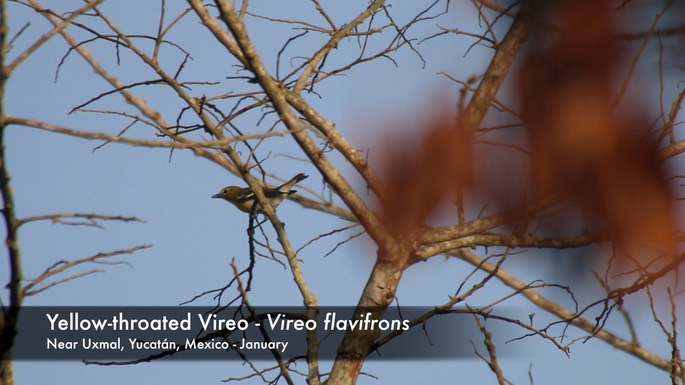 Vireo, Yellow-throated 1