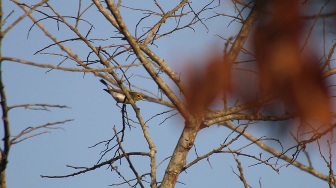 Vireo, Yellow-throated