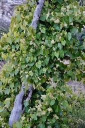 Vitis arizonica Canyon Grape2