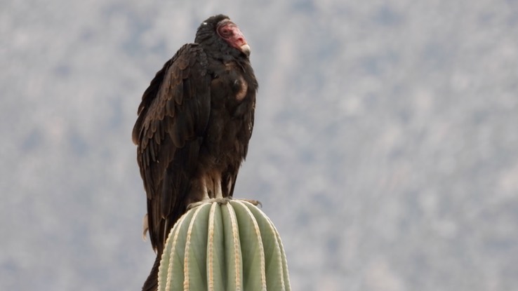 Vulture, Turkey - Baja California