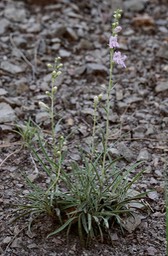 Wandbloom Penstemon - Penstemon virgatus virgatusc