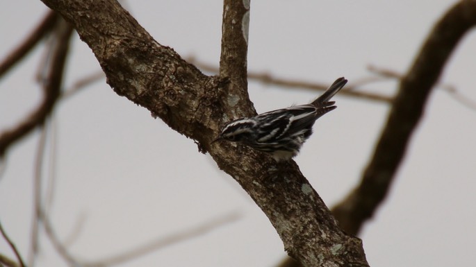 Warbler, Black-and-white 1