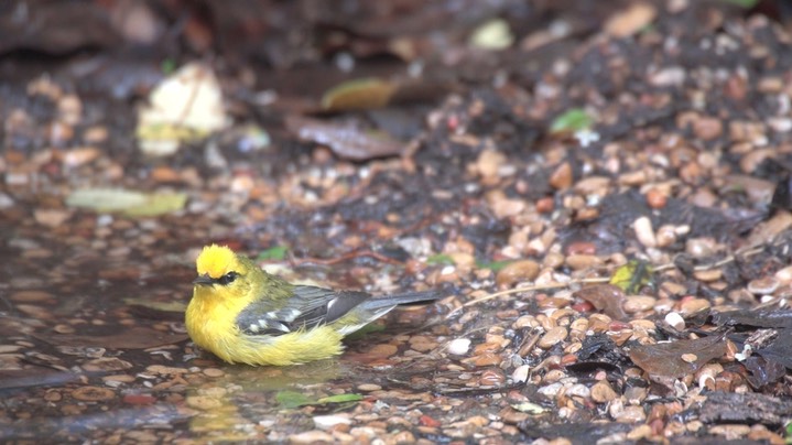 Warbler, Blue-winged 1