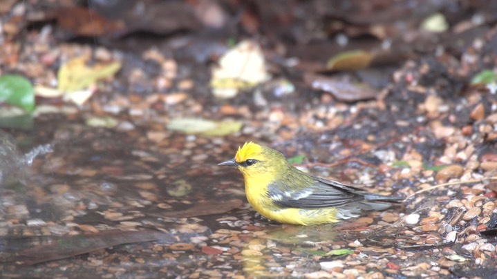 Warbler, Blue-winged 2