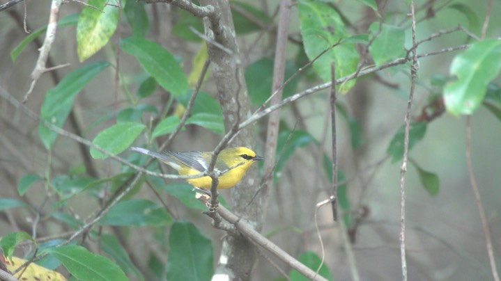 Warbler, Blue-winged 4