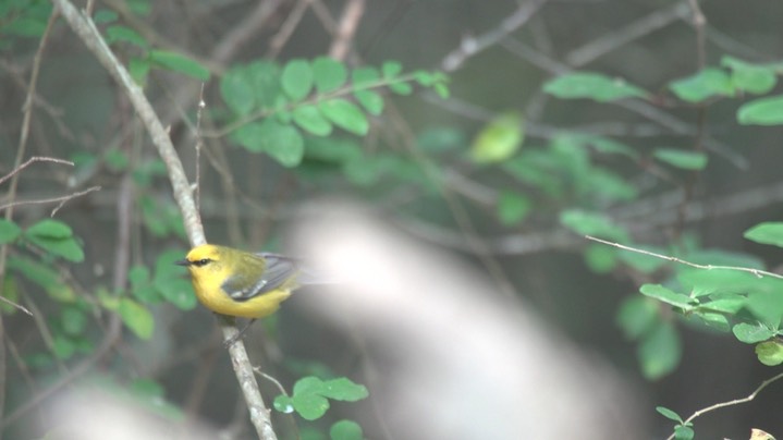 Warbler, Blue-winged 5