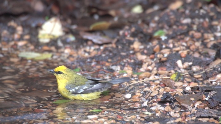 Warbler, Blue-winged