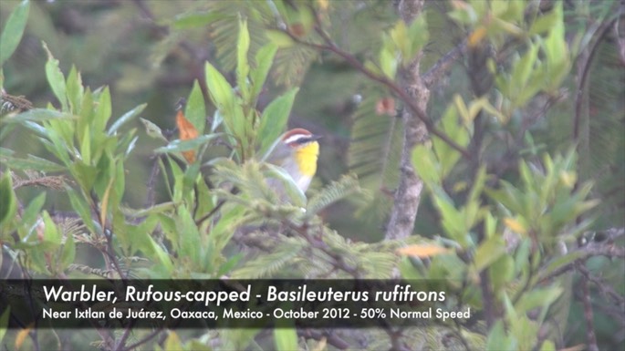 Warbler, Rufous-capped