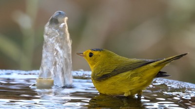 Warbler, Wilson's - Hillsboro, New Mexico - September 2020 2