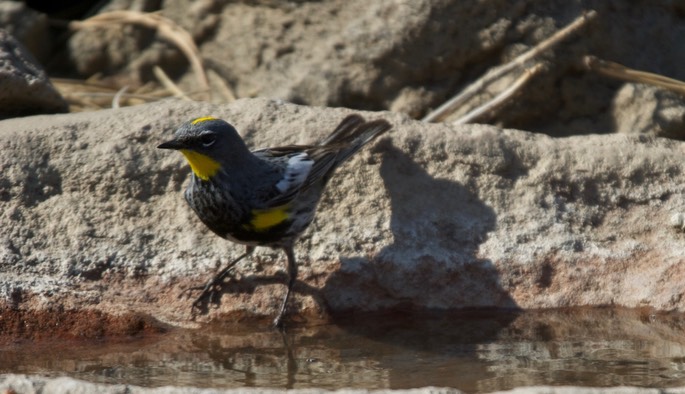 Warbler, Yellow-rumped 1