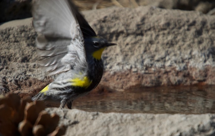 Warbler, Yellow-rumped 2