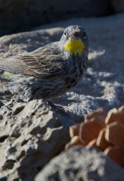 Warbler, Yellow-rumped 3