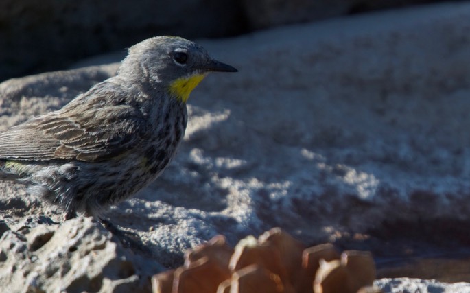 Warbler, Yellow-rumped 4