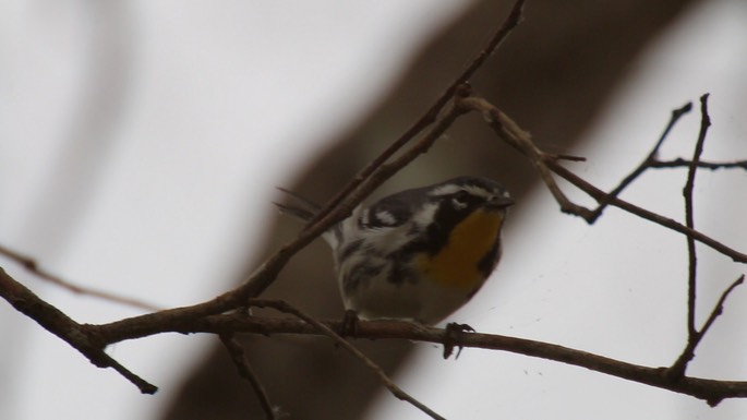 Warbler, Yellow-throated 1