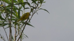 Warbler, Yellow