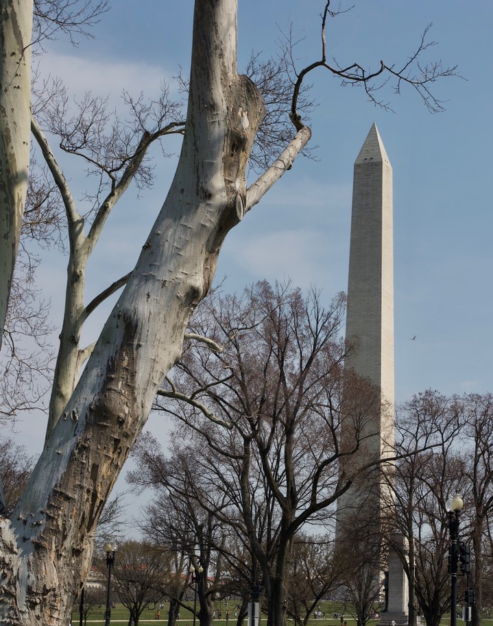 Washington Mounment 4