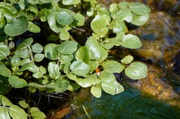 Watercress, Nasturtium officinale2