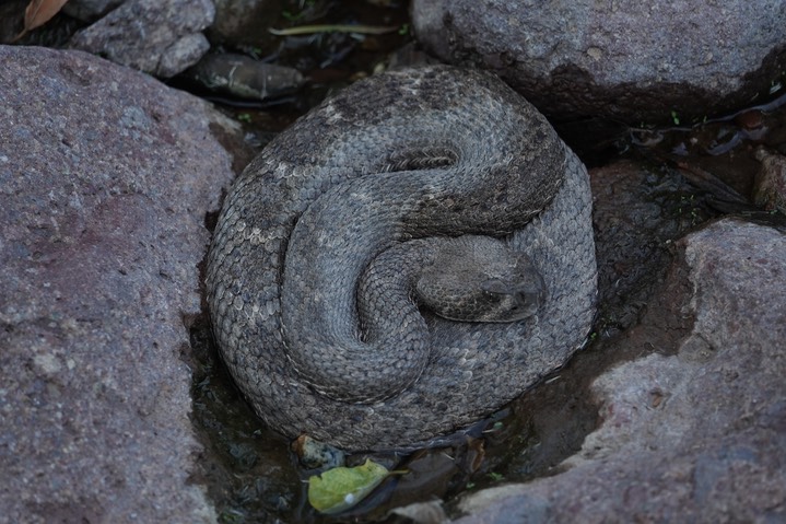 Western Diamondback Percha Box 9-5a