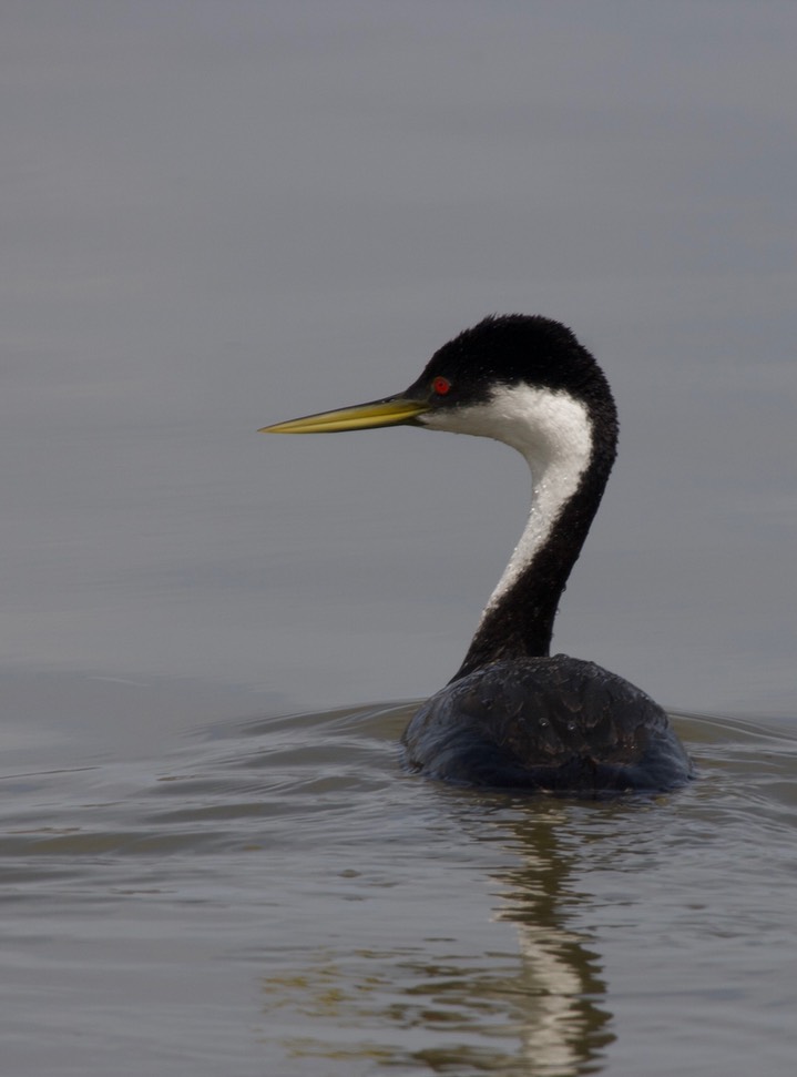 Western Grebe, Aechmophorus occidentalis7