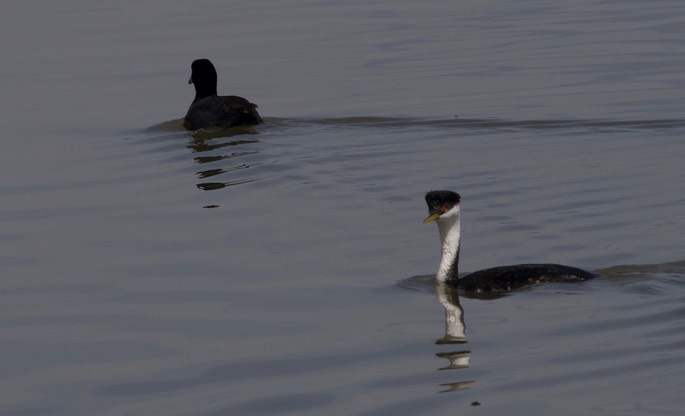 Western Grebe, Aechmophorus occidentalis4