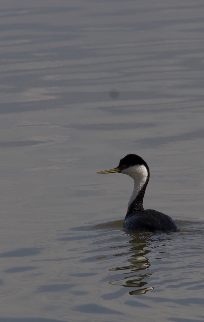 Western Grebe, Aechmophorus occidentalis5