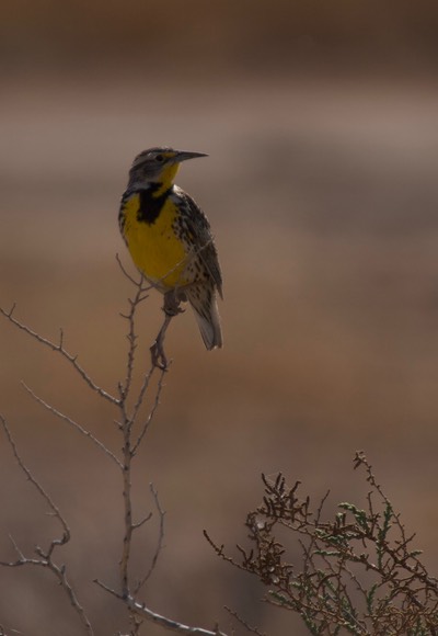 Western Meadowlark, Sturnella neglecta