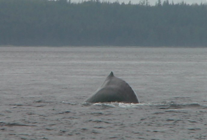 Whale, Humpback 18