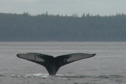 Whale, Humpback 19