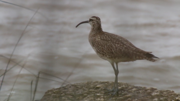 Whimbrel (Texas) 2