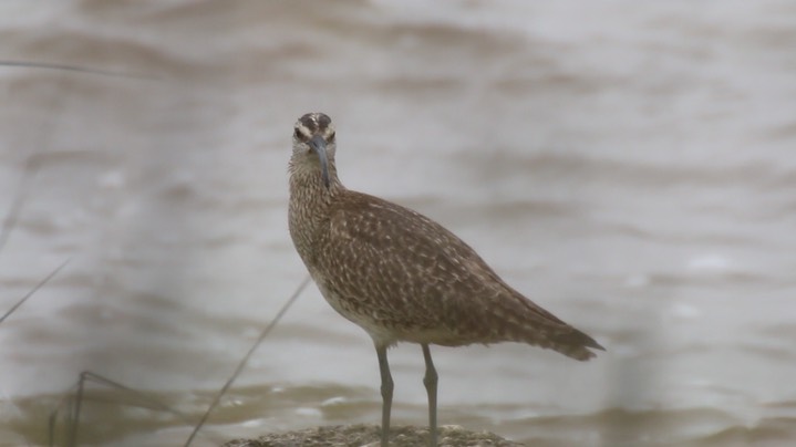 Whimbrel (Texas) 3