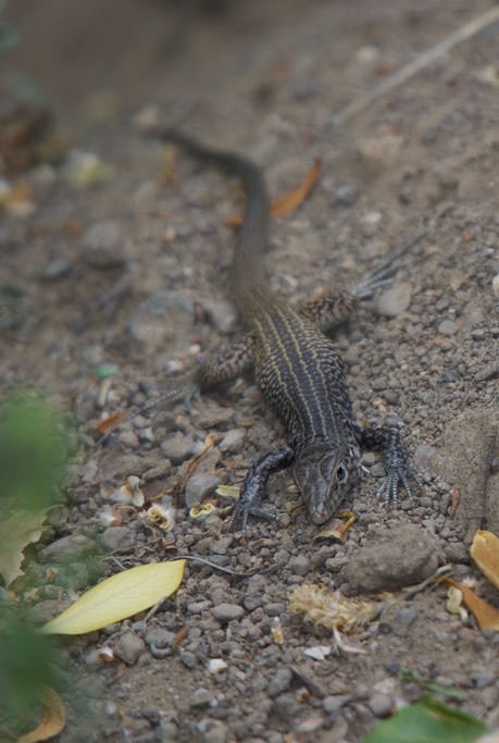 whiptail-western-1_med