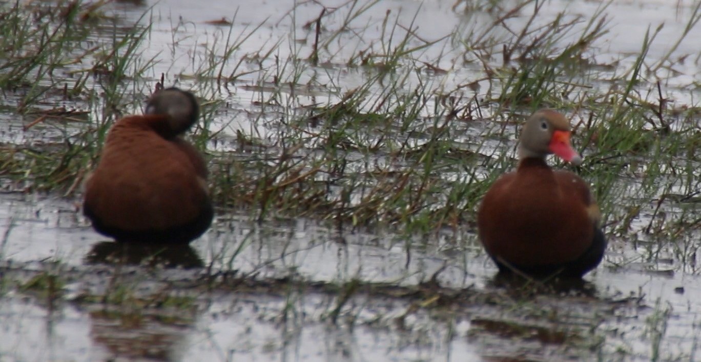 Whistling-Duck, Black-bellied (Texas)