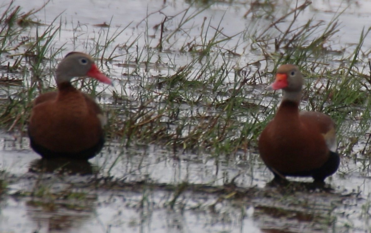 Whistling-Duck, Black-bellied (Texas) 1