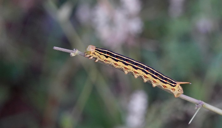 White-lined Sphinx Moth - Hyles lineata1