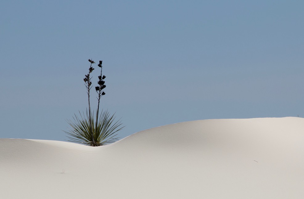 White Sands yucca