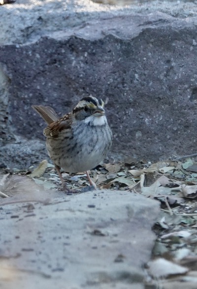 White-throated Sparrow, Zonotrichia albicollis2